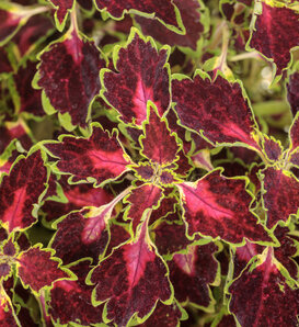 ColorBlaze® Cherry Drop - Coleus scutellarioides