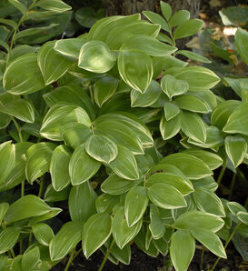 'Variegatum' - Solomon's Seal - Polygonatum odoratum