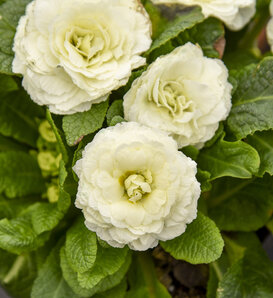 Bouquet Perfect™ Spearmint - Primrose - Primula vulgaris