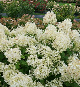 Puffer Fish® - Panicle Hydrangea - Hydrangea paniculata