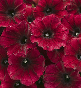 Supertunia® Black Cherry® - Petunia hybrid