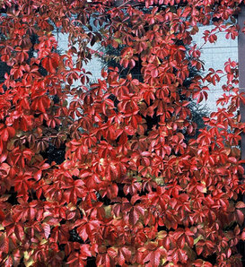 Red Wall® - Virginia creeper - Parthenocissus quinquefolia