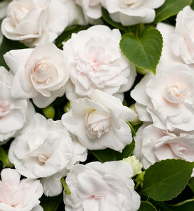 Rockapulco® White - Double Impatiens - Impatiens walleriana