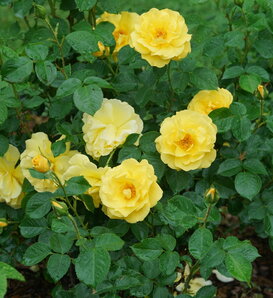 Reminiscent® Yellow - Rose - Rosa x