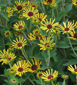 Little Henry - Quilled black-eyed Susan - Rudbeckia asteraceae