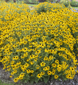 'Treasure Trove' - Black-Eyed Susan - Rudbeckia hybrid