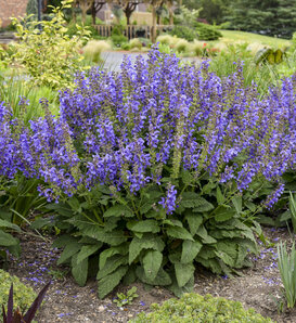 Living Large™ Big Sky - Perennial Salvia - Salvia hybrid