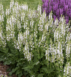 Color Spires® 'Snow Kiss' - Perennial Salvia - Salvia hybrid