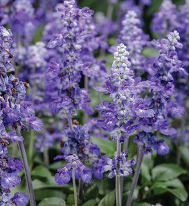 Unplugged® So Blue™ - Mealycup Sage - Salvia farinacea