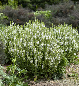 'White Profusion' - Perennial Salvia - Salvia nemorosa