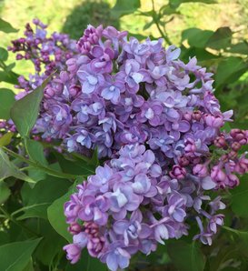 Scentara® Double Blue - Lilac - Syringa x hyacinthiflora