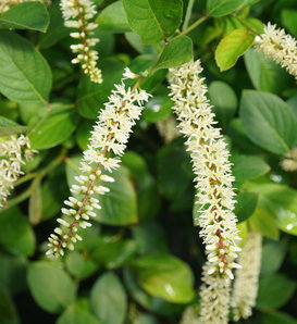 Scentlandia® - Sweetspire - Itea virginica