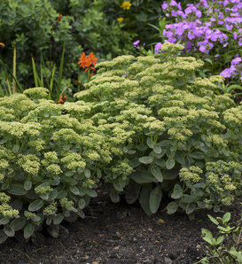 Rock 'N Grow® 'Lemonjade' - Autumn Stonecrop - Sedum hybrid