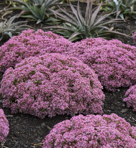 Rock 'N Round® 'Pride and Joy' - Stonecrop - Sedum hybrid