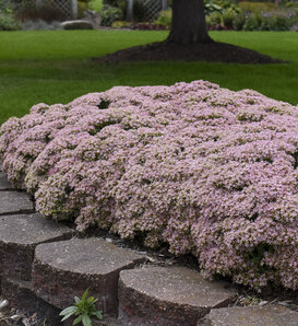 Rock 'N Round® 'Pure Joy' - Stonecrop - Sedum hybrid