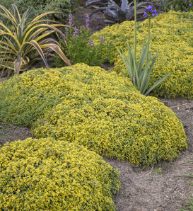 Rock 'N Low® 'Yellow Brick Road' - Stonecrop - Sedum hybrid