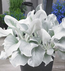 Angel Wings - Sea Cabbage - Senecio candicans