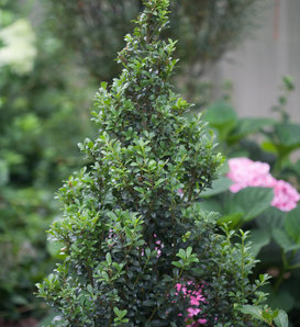 Sky Box® - Japanese Holly - Ilex crenata