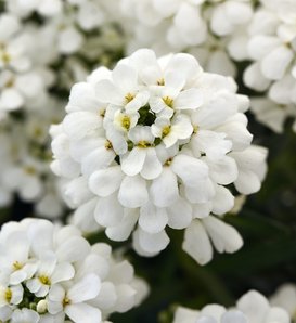 Snowsation™ - Evergreen Candytuft - Iberis sempervirens