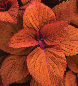 ColorBlaze® Sedona Sunset® - Coleus scutellarioides