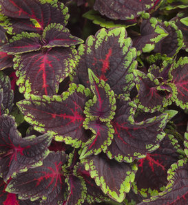 ColorBlaze® Torchlight® - Coleus scutellarioides