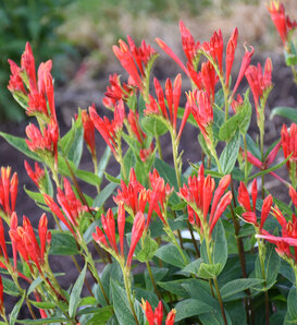 'Orange Slices' - Spigelia marilandica