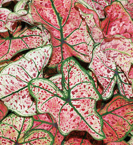 Heart to Heart® 'Splash of Wine' - Shade Caladium - Caladium hortulanum