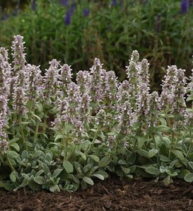 'Little Lamb' - Lamb's ear - Stachys byzantina