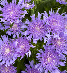 Totally Stoked™ 'Riptide' - Stoke's Aster - Stokesia laevis