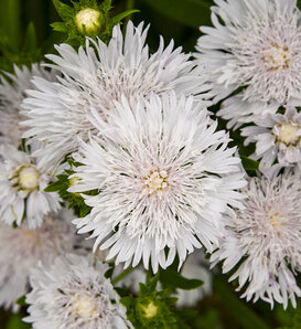 Totally Stoked™ 'Whitecaps' - Stoke's Aster - Stokesia laevis