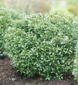 Strongbox® - Inkberry holly - Ilex glabra