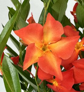 Sun Parasol® Fired Up Orange - Dipladenia hybrid