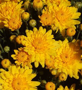 Sundance Yellow Garden Mum - Chrysanthemum grandiflorum