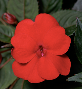 SunPatiens® Compact Deep Red - Impatiens x hybrida