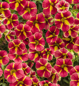 Superbells® Cardinal Star™ - Calibrachoa hybrid