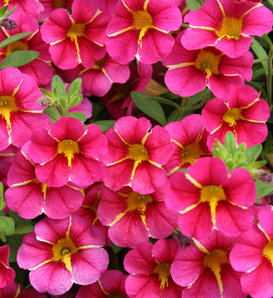 Superbells® Cherry Star - Calibrachoa hybrid