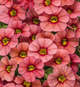 Superbells® Coralina - Calibrachoa hybrid