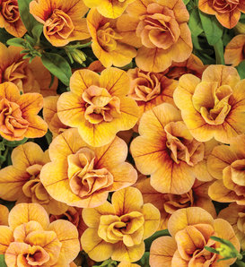 Superbells® Double Amber - Double Calibrachoa - Calibrachoa hybrid