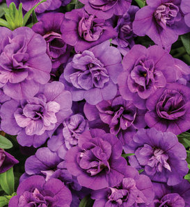 Superbells® Double Blue - Double Calibrachoa - Calibrachoa hybrid