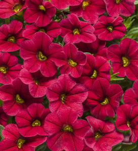 Superbells® Red - Calibrachoa hybrid