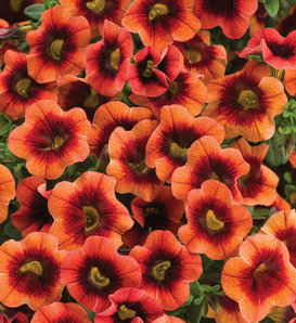 Superbells® Tangerine Punch™ - Calibrachoa hybrid