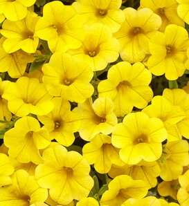 Superbells® Yellow - Calibrachoa hybrid