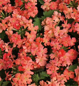 Superbena® Peachy Keen - Verbena hybrid