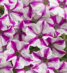 Supertunia® Royal Velvet® - Petunia hybrid