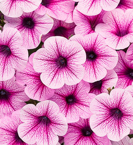 Supertunia® Rose Veined - Petunia hybrid