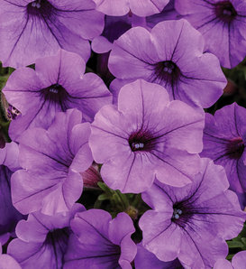 Supertunia Mini Vista® Indigo - Petunia hybrid