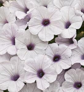 Supertunia® Silver - Petunia hybrid