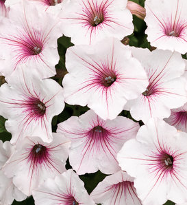 Supertunia Vista® Silverberry - Petunia hybrid