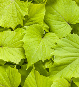 Sweet Caroline Bewitched Green With Envy™ - Sweet Potato Vine - Ipomoea batatas