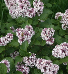 Baby Kim® - Lilac - Syringa x